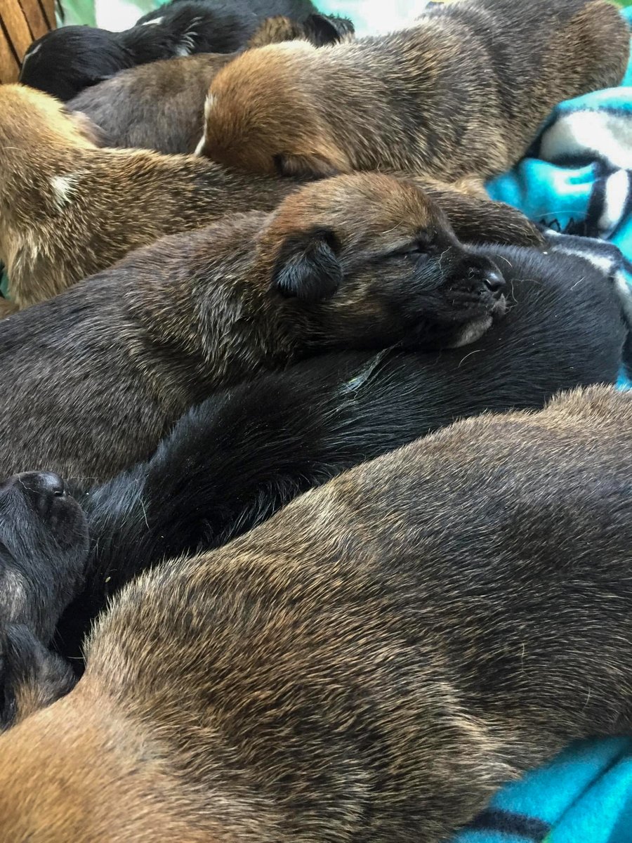 WrightWayRescue's tweet photo. Momma Maggie, arrived at WWR from Mississippi with her 8 puppies. Because of our🌺No Mom Left Behind🌺 Program, families always have a place in our Shelter & Adoption Program! We thank you for supporting a program that brings hope to so many!
#makeadifference #bethechange #NMLB https://t.co/24c5oLZ6L2