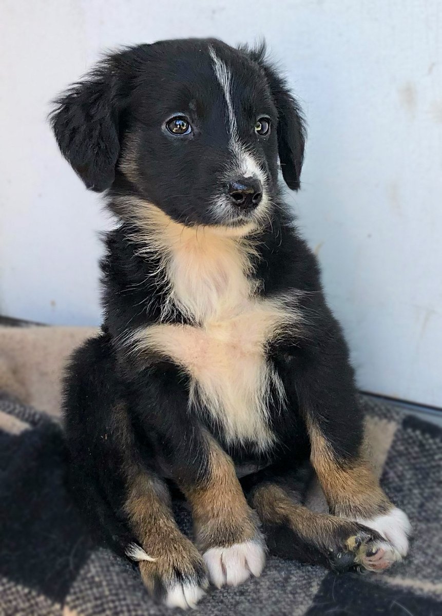 WrightWayRescue's tweet photo. Momma Maggie, arrived at WWR from Mississippi with her 8 puppies. Because of our🌺No Mom Left Behind🌺 Program, families always have a place in our Shelter & Adoption Program! We thank you for supporting a program that brings hope to so many!
#makeadifference #bethechange #NMLB https://t.co/24c5oLZ6L2
