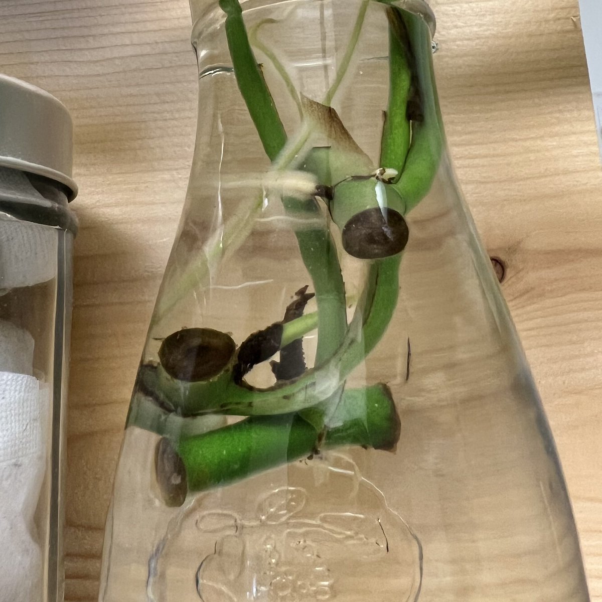tunneltaro's tweet photo. 水挿しヒメモンステラ、だいぶ根が伸びたので、鉢に植えようか迷い中です。

#ヒメモンステラ #姫モンステラ #モンステラ #水挿し #rhaphidophoratetrasperma #windowleef #windowleef #monstera #観葉植物 #foliageplant #houseplants #greenplants #indoorplants #観葉植物のある暮らし https://t.co/RJPFN8wzIr