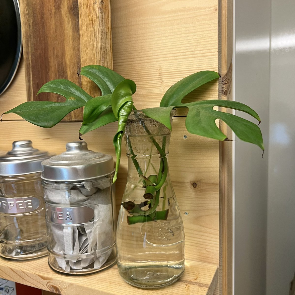 tunneltaro's tweet photo. 水挿しヒメモンステラ、だいぶ根が伸びたので、鉢に植えようか迷い中です。

#ヒメモンステラ #姫モンステラ #モンステラ #水挿し #rhaphidophoratetrasperma #windowleef #windowleef #monstera #観葉植物 #foliageplant #houseplants #greenplants #indoorplants #観葉植物のある暮らし https://t.co/RJPFN8wzIr