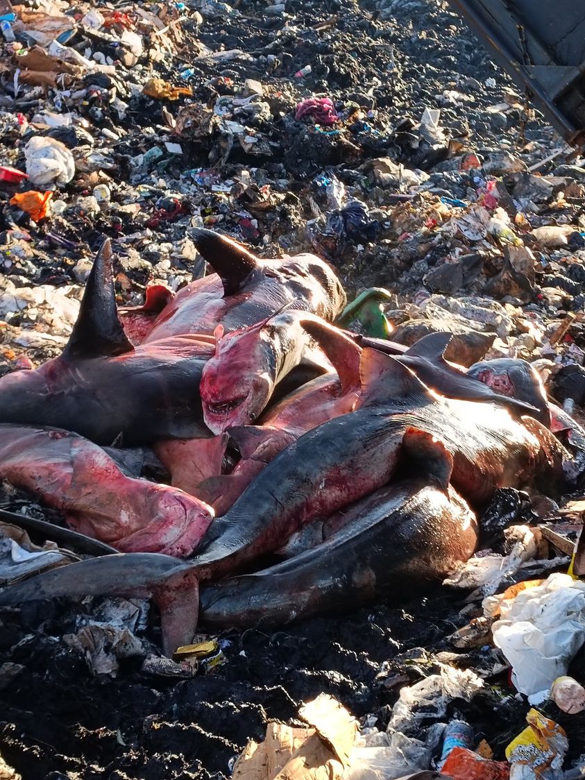 CMannevy's tweet photo. En #NouvelleCaledonie hotspot de la #biodiversité, la ville de #Nouméa abat les #requins par centaines et les jette à la décharge. Impeccable, ne changeons rien. (Photo de #SeaShepherd NC) https://t.co/uoQ6ECLzZj