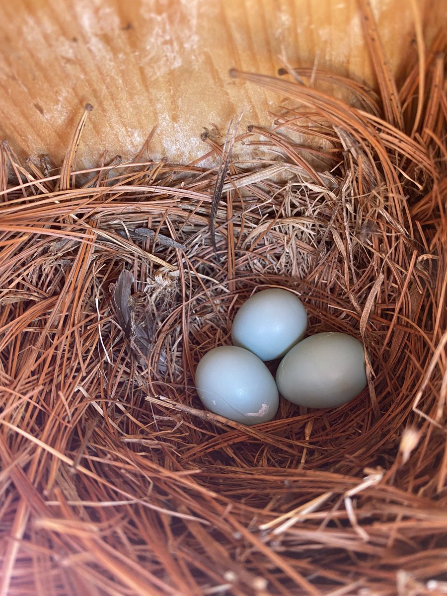 Carey Domena tweet media