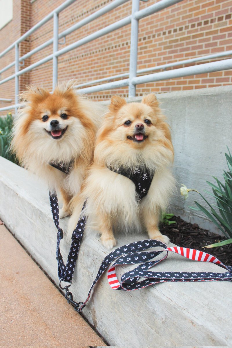 Happy 3rd #GotchaDay to our Richard 💕 so blessed to have him in our life💕 #HappyGotchaDay #gotchaday #dogsoftwitter #Dogsarefamily #pomeranian #gotchaday #frenchiepetsupply #dogleashsplitter