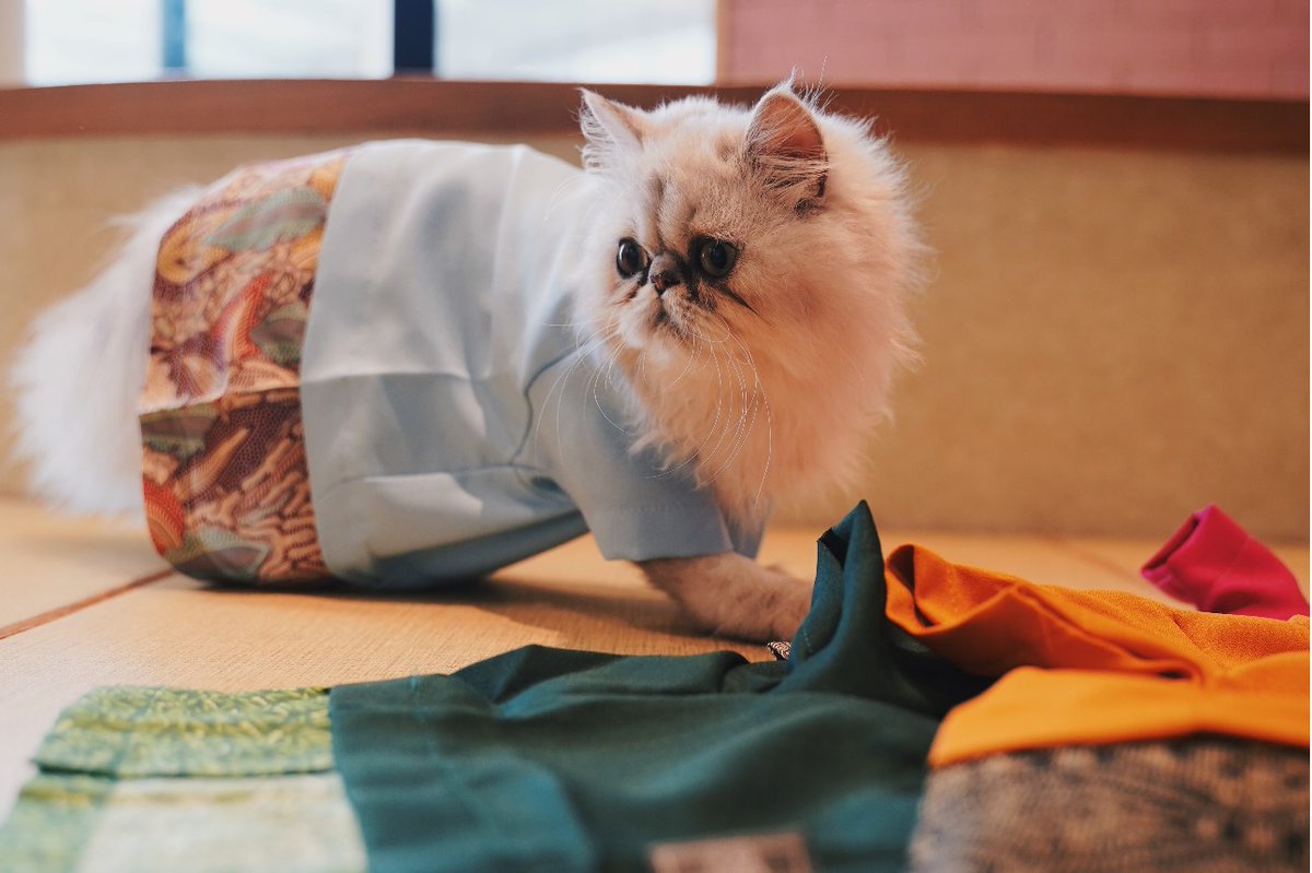 sharifah_mirrah's tweet photo. "Cats are part of the family too!"
Baju Raya for Cats 2023: Is it Relevant or Is it Not? 

#COM2012A23 #MC1102A2023
#SharifahShares
#RayaAidilfitri2023 #EidMubarak #Eid2023 #RayaBila #TrendingNow https://t.co/w2gBoPR1zh