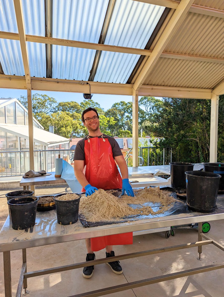 It looked suspiciously like we were just making sand castles but we've just finished two big days of harvesting N15-labelled chickpea. A few other crops to go, then we'll investigate  decomposition &amp; N 'release' in arable Australian soils.
<a href="/theGRDC/">GRDC</a> <a href="/inverted_soil/">Mark Farrell</a> <a href="/LifeInSoil5/">LifeInSoil</a>
