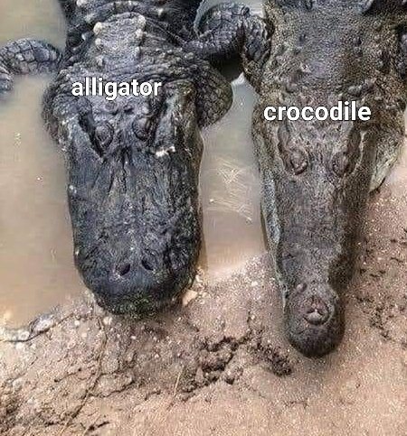 og_jujunwa's tweet photo. Why are they called "crocs" when they're more close in shape to gators???? They should be called gators instead idc https://t.co/FT3c6nFefU