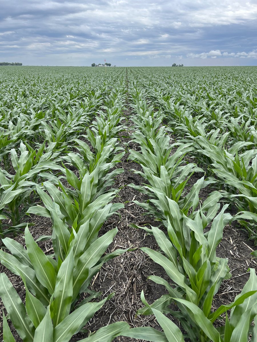 With Integrated pest/disease management (IPM) pests &amp; diseases are controlled through use of 
✅Physical/mechanical methods
✅Biological methods
✅Chemical controls as corrective measures...
Emphasis placed on safe food production!