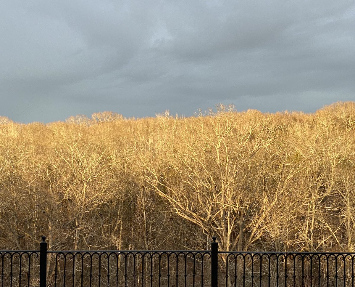 Tim Williams tweet media