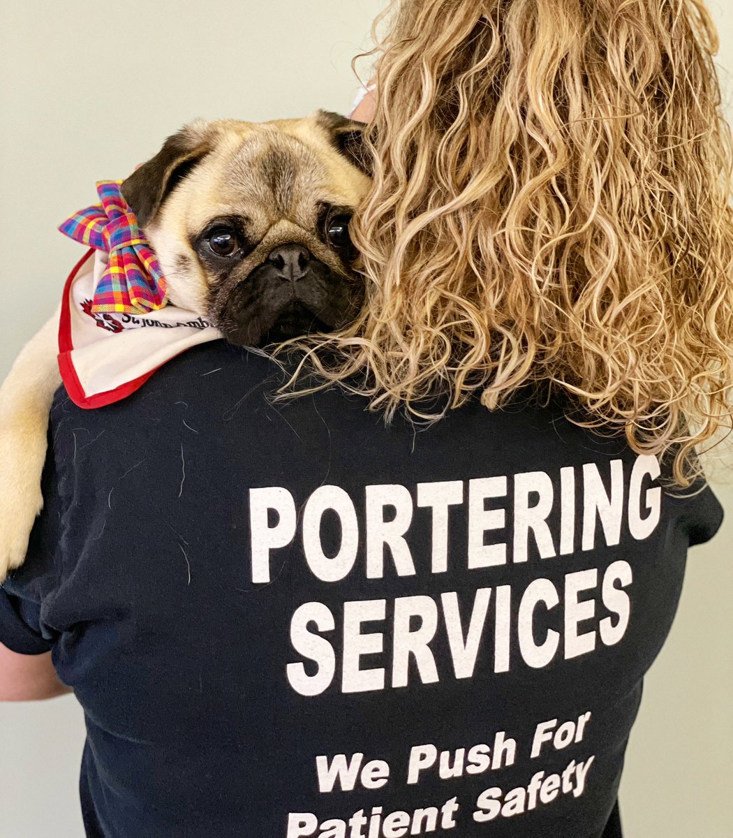 Got “Portered” around today on our #therapydog visit to @LHSCCanada #UniversityHospital Portering Services #StressBuster visit ❣️🤣~ Lil C 

#pug #londonont #pugsnotdrugs #hospital #stressrelief @LdnTherapyDogs