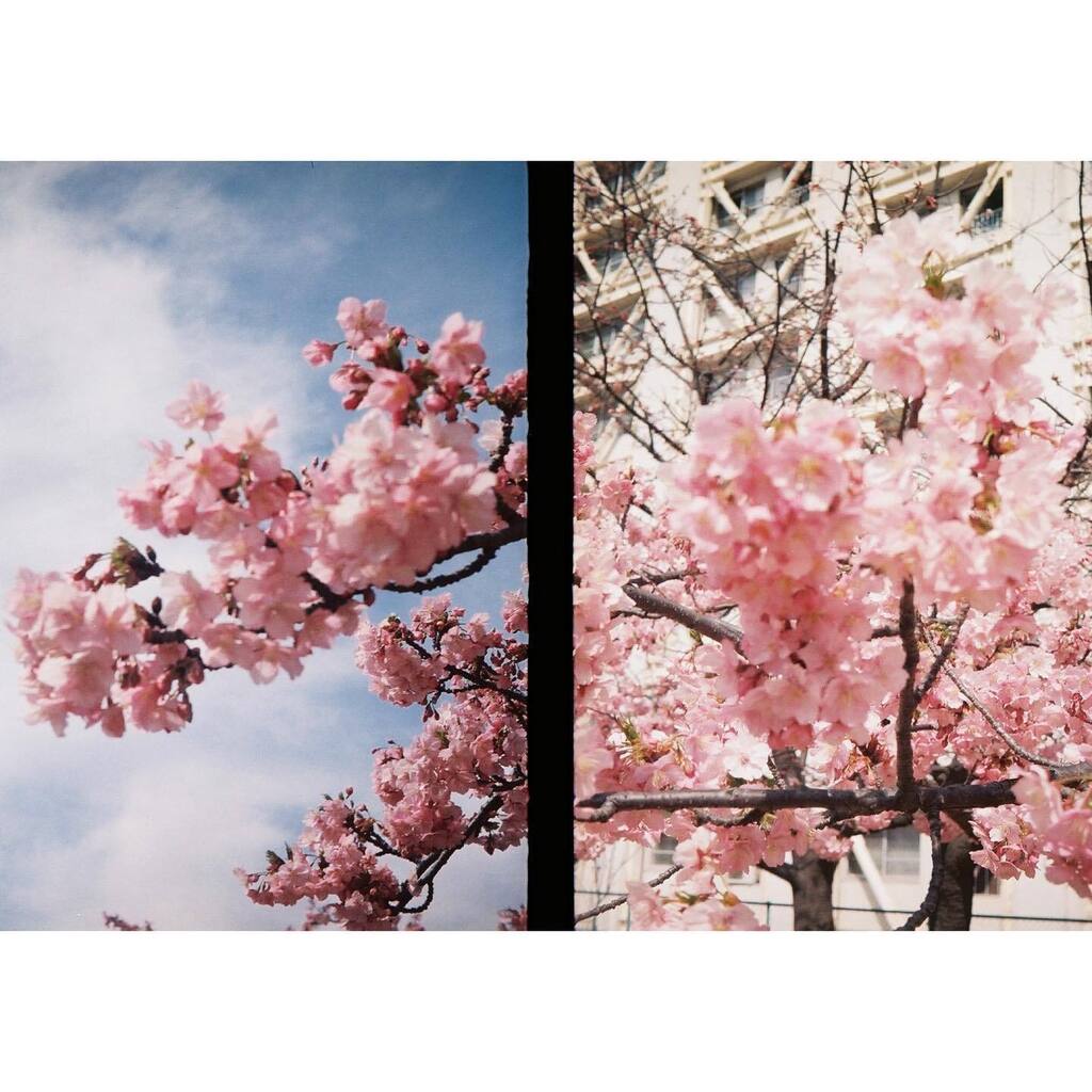 hiilagram's tweet photo. 🌸 #olympus #pen #pen_ee
✼••┈┈┈┈┈┈••✼
film photo🎞
@hiilagram https://t.co/OAefLkFdnn