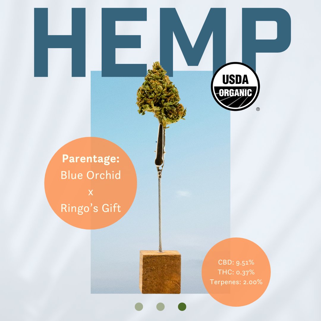 To celebrate 420 🥳, we want to highlight one of our most beloved cultivars: Blue Orchid.

We grow Blue Orchid both in Oregon's adult-use cannabis market as well as in our hemp fields, making Blue Orchid available in multiple forms for people to enjoy.

#hemp #cbd #420 #cannabis