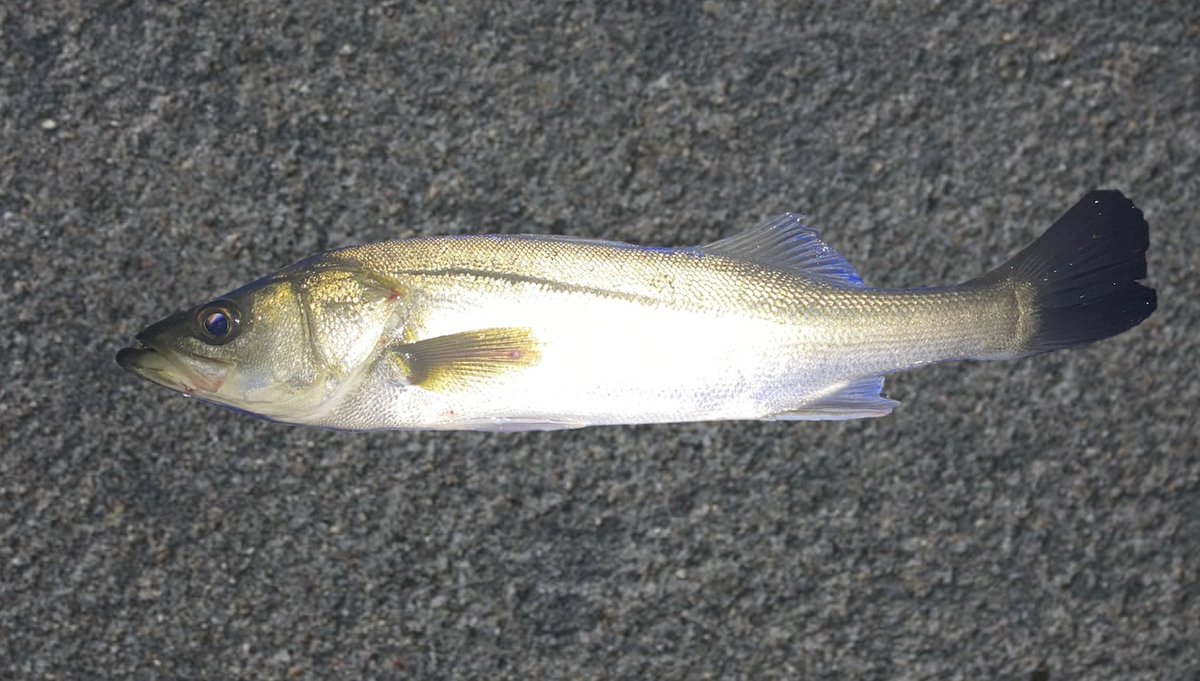 FishingLabo's tweet photo. 昨日のクルクルバチ抜けシーバス結果‼️

京浜運河の小場所で反応あり👀

結果、8ヒット6ゲット❗️

しかし、サイズが30〜50cmでサイズがイマイチ。

場所バレしそうなので、写真はちょっと加工してます💦

そうそう、ルアーは断然マニック95が強い💪

#東京湾奥 https://t.co/Qsfv78AsPl