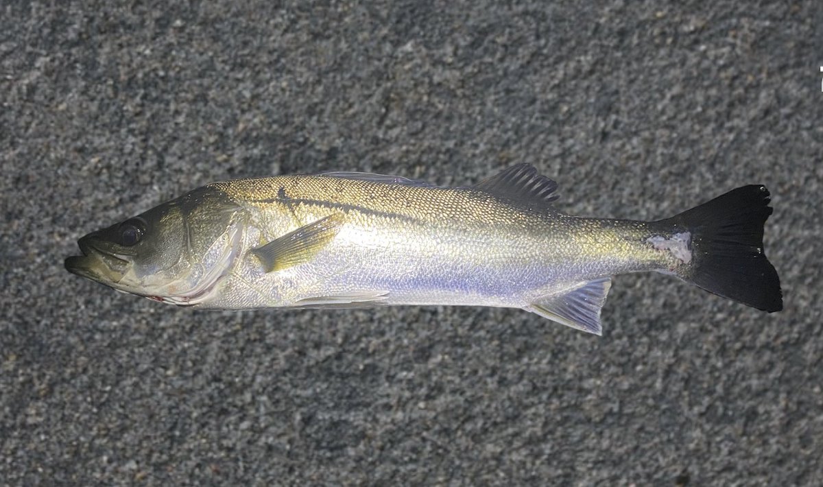 FishingLabo's tweet photo. 昨日のクルクルバチ抜けシーバス結果‼️

京浜運河の小場所で反応あり👀

結果、8ヒット6ゲット❗️

しかし、サイズが30〜50cmでサイズがイマイチ。

場所バレしそうなので、写真はちょっと加工してます💦

そうそう、ルアーは断然マニック95が強い💪

#東京湾奥 https://t.co/Qsfv78AsPl
