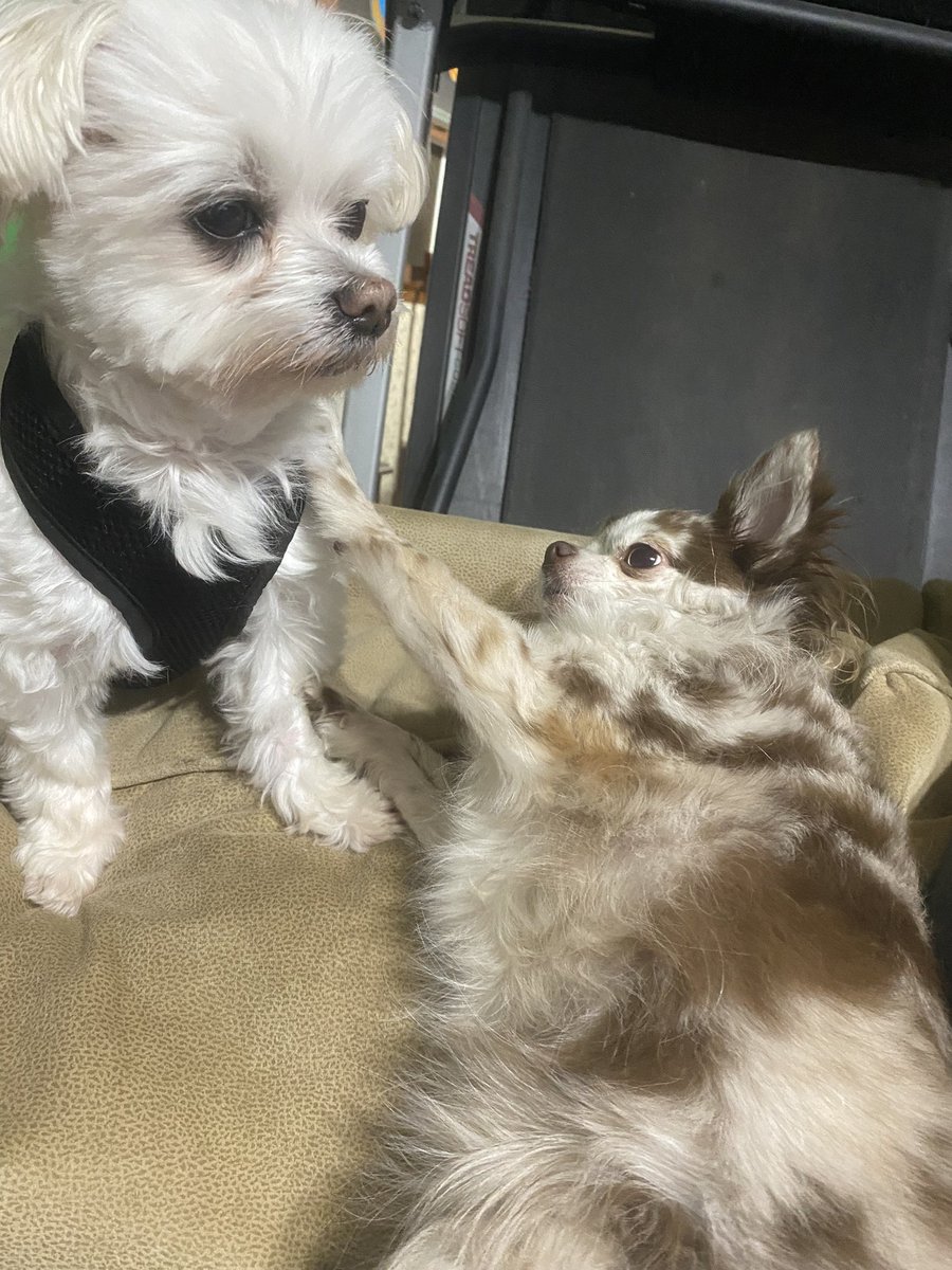 mamaAthena75's tweet photo. Play with me! #chisanathechihuahua #Chihuahua #dogs https://t.co/1ghm4L6UQ2