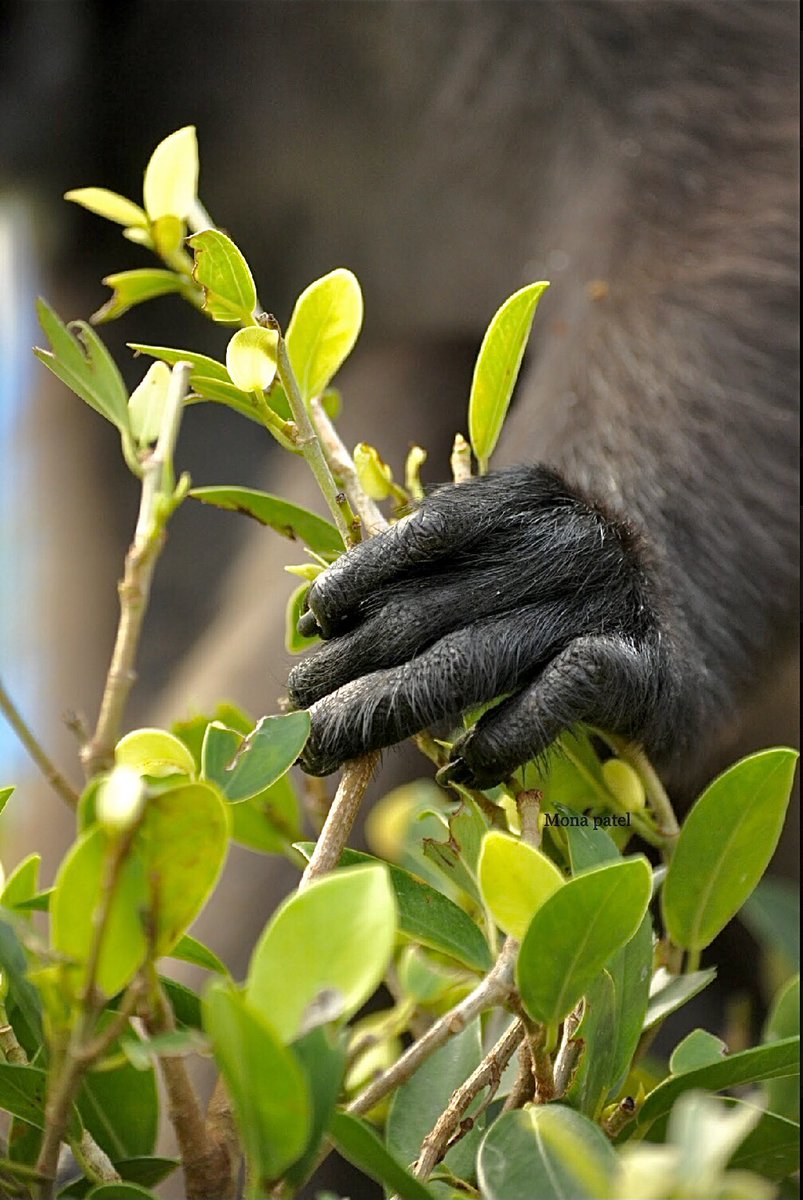 MonaPatelT's tweet photo. SAVE A TREE AND SAVE EVERYTHING ELSE! 🌳❤️
#ThePhotoHour #natgeoindia
#Mangrove #Tree https://t.co/X0lCOTGhri