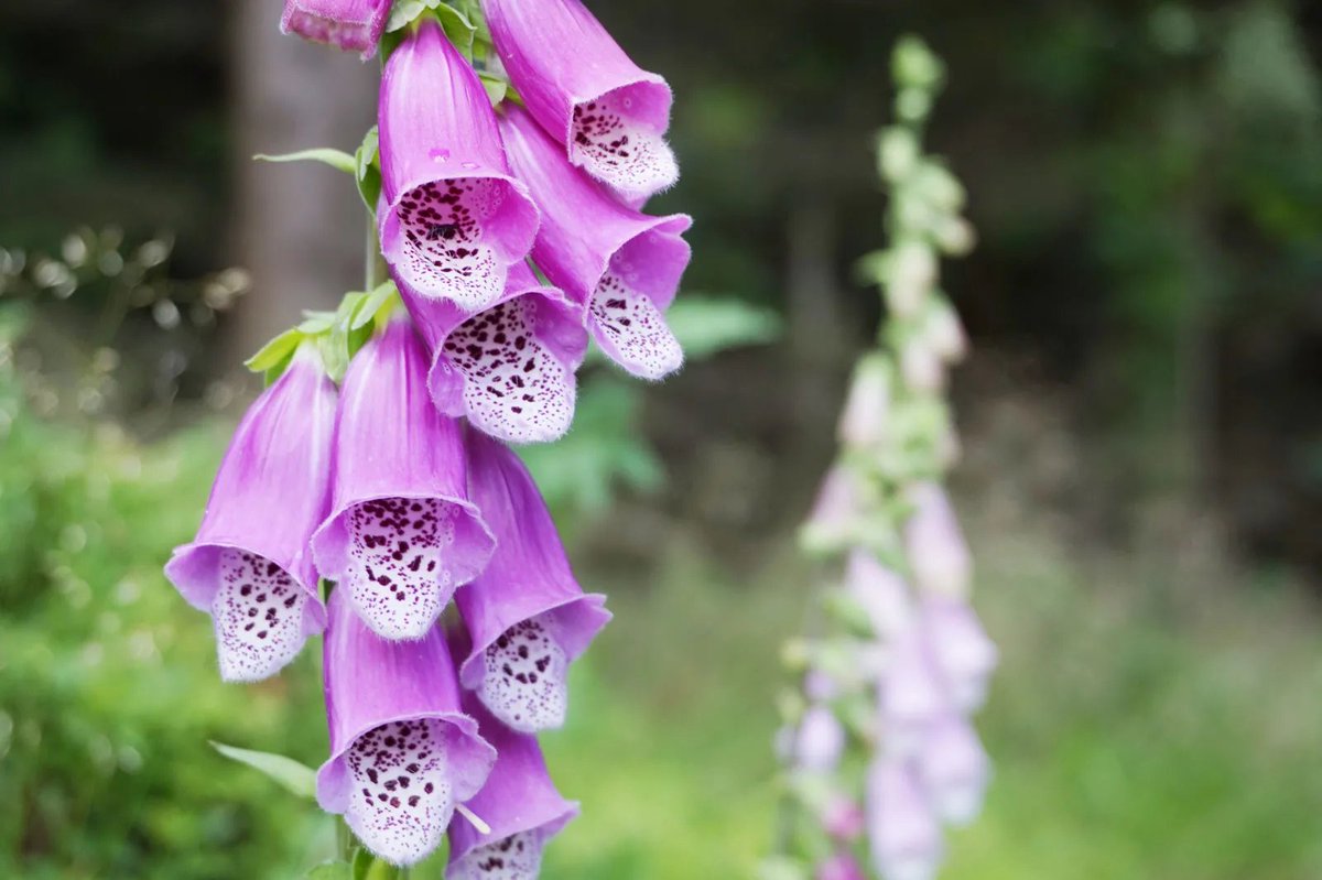 annethegnome's tweet photo. Rating poisonous plants by how good they are as names for non-binary people: 

First up, Foxglove. 

It is an animal + an object, following the enby naming convention of just finding a thing that is Gender™️, but makes me think of (hot) cartoon Robin Hood doing crimes. 8/10 https://t.co/nlu5hAy0Av