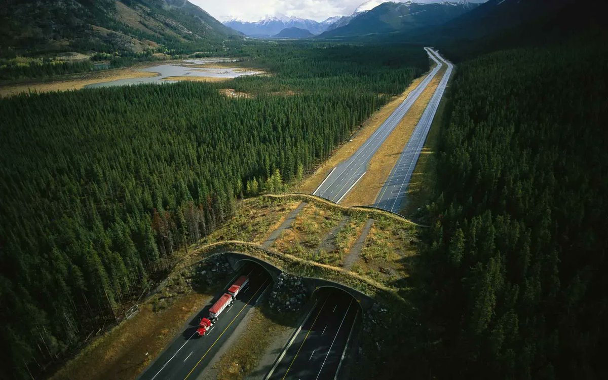 The Banff Wildlife Crossings Project was implemented in Banff, Alberta. The structures have reduced animal-vehicle collisions in the area by more than 80% (>96% for elk and deer): buff.ly/3ACNWu4

We have so many solutions. Implement them.

#Nature #climate #rewilding