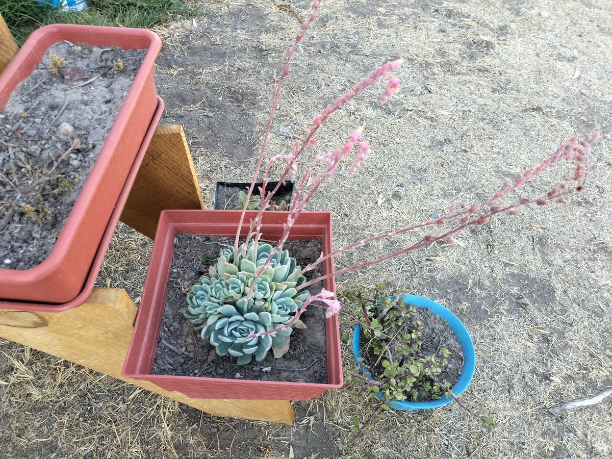 Guiller79352178's tweet photo. Están padre mis plantas... https://t.co/9CNVzz9H88