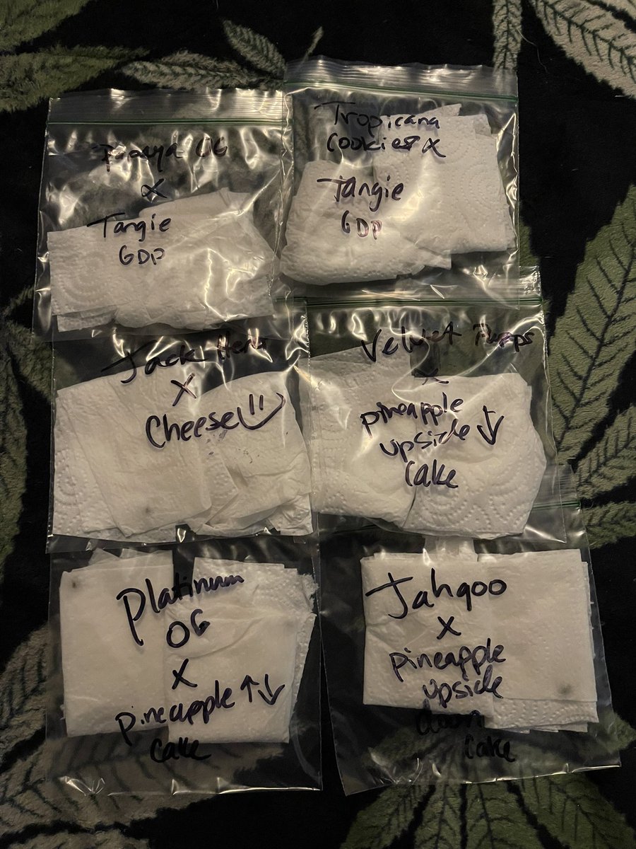 MamaGrass420's tweet photo. Was waiting for 4/20 to post all the amazing strains we germinated this year, from the California OG himself @CaliOG_NFT! #SheGrows #WomenThatGrow #FemaleFarmer #FemaleGrower #Marijuana #Cannabis #Farmer #cannabiscommunity #CannabisCulture #Mmemberville #MaryJane #CaliforniaOG https://t.co/9SSa44WQZY