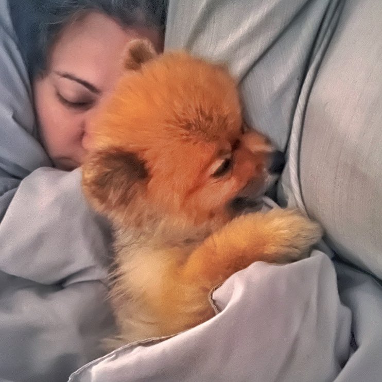 ickogonzalez's tweet photo. Dati may bed si #Pomshkie sa floor. 😊 Minsan, nagbiyahe kami ng matagal at naiwan si Pomsh. Pagbalik, namiss ni Mrs. G si Pomshkie, pinatulog ng one time sa bed. Ayun, simula nun, wala nang bed si Pom2Xs sa floor at wala na rin akong space sa bed. 😁
TheCutieTalesOfPomshkie 🦊🧡 https://t.co/2rxbHWhJ60