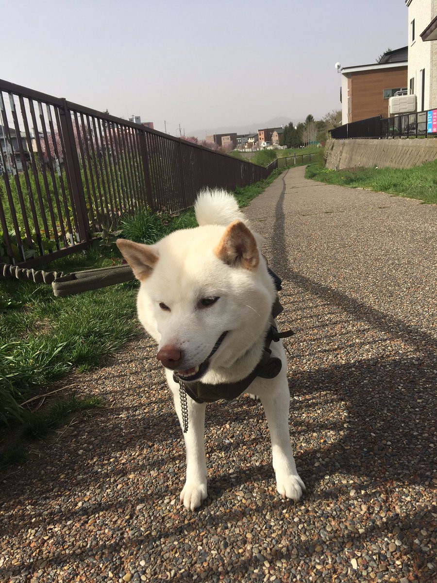 whitekotetu's tweet image. 朝んぽ終了〜
風つよい!誰もいなかった(ToT)
#朝んぽ終了 #虎徹 #柴犬 #白柴