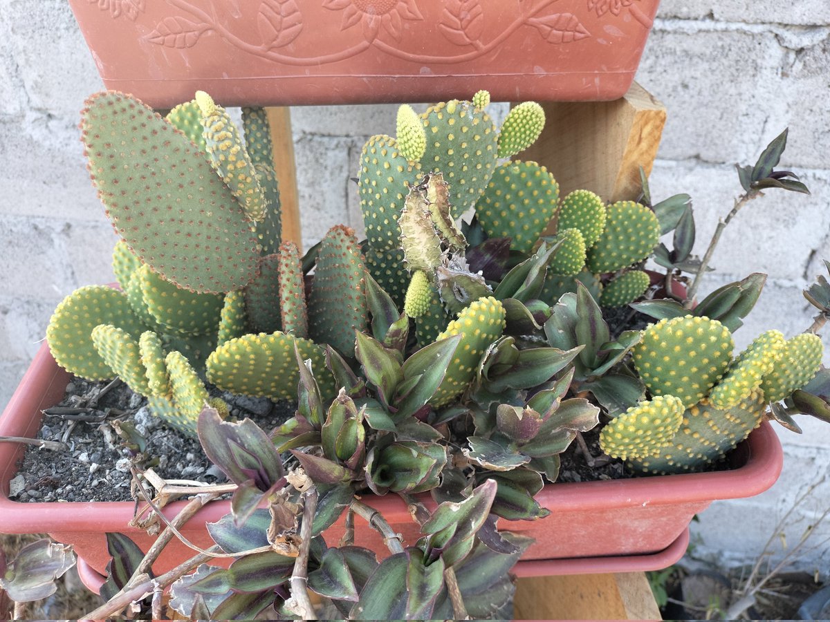 Guiller79352178's tweet photo. Están padre mis plantas... https://t.co/9CNVzz9H88