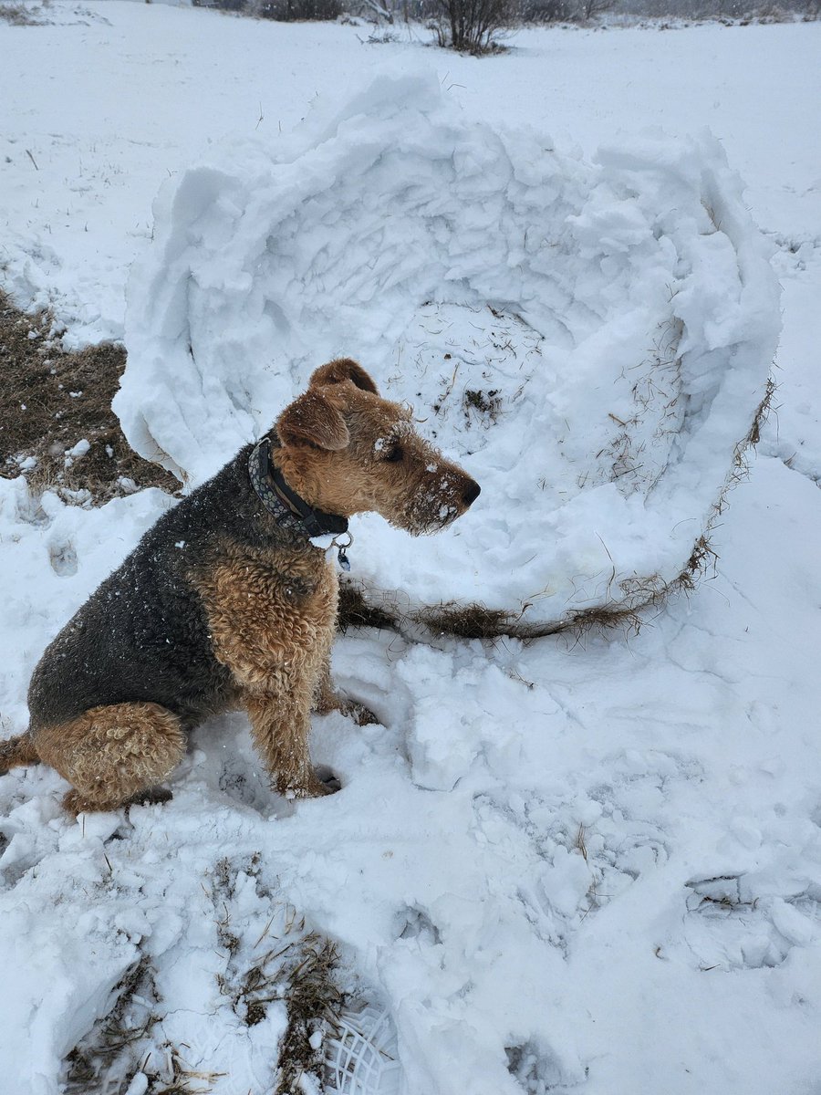 AireVentures's tweet photo. #SoThisHappened #TheWinterThatNeverEnds
#MakeItStop
#MeanwhileInMinnesota https://t.co/fQZsSkGIar