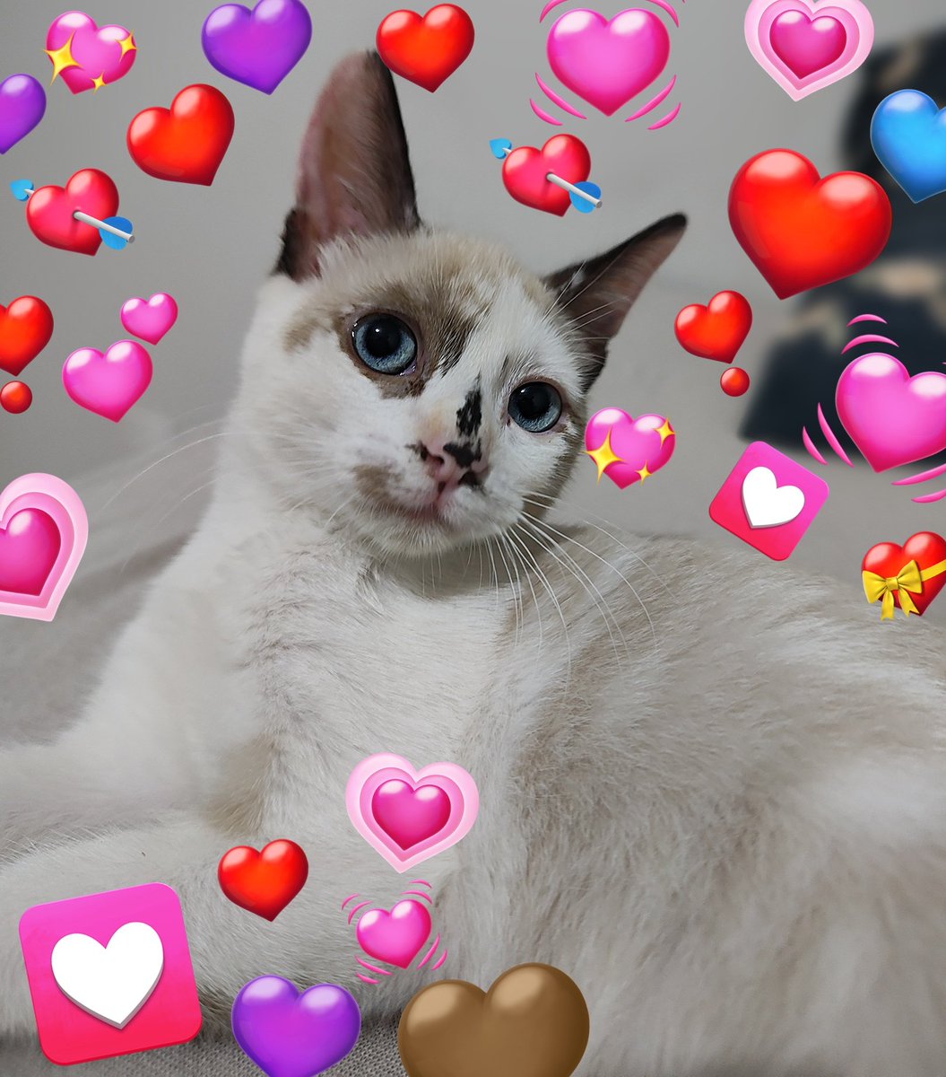 brendasafra's tweet photo. GUIA PRÁTICO e ESSENCIAL pra você q quer adotar um gatinho e não sabe o que fazer ou quanto você vai gastar pra manter ele!!

• thread de uma gateira muitíssimo orientada por uma veterinária especialista em gatos (e que vive na pele o quanto pode ser caro cuidar de uma vida)! :) https://t.co/4Qkleprkzr