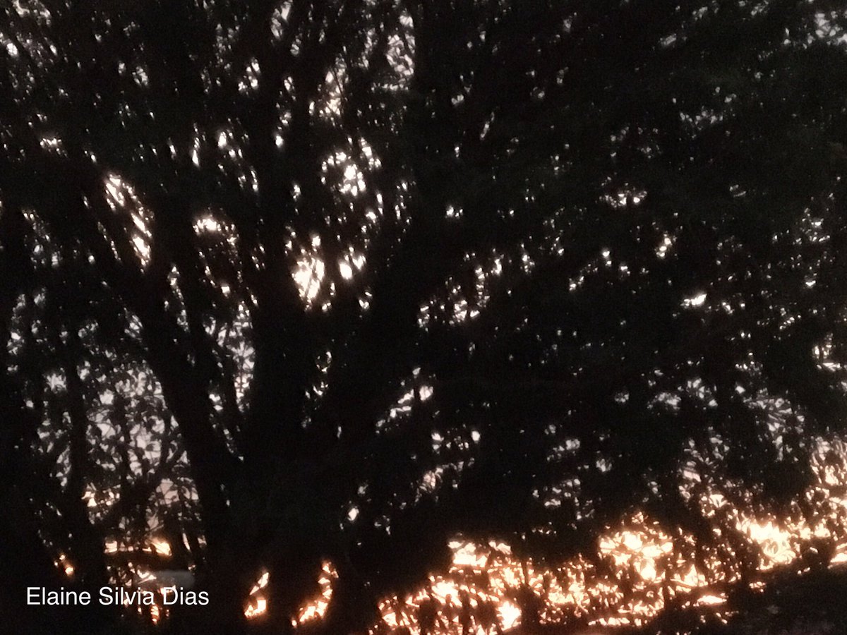 Light through the branches 
photo by <a href="/ElaineLua/">Elaine S.D.</a> 
#nature #sunset #trees #light #natureza #pordosol #arvores #luz