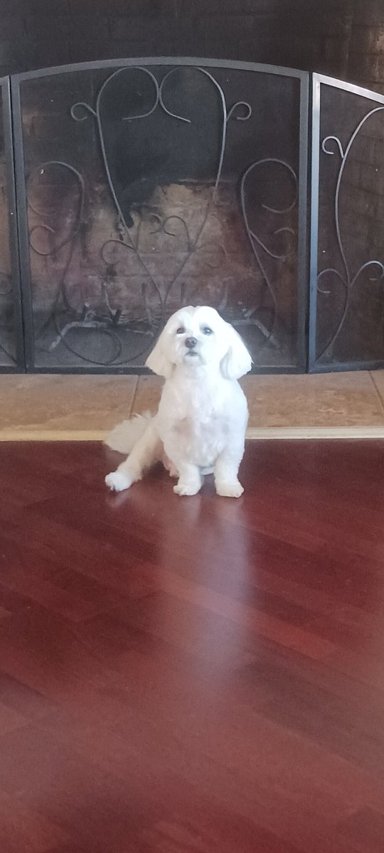 Snoopy (@snoopy_maltese) / Posts / X