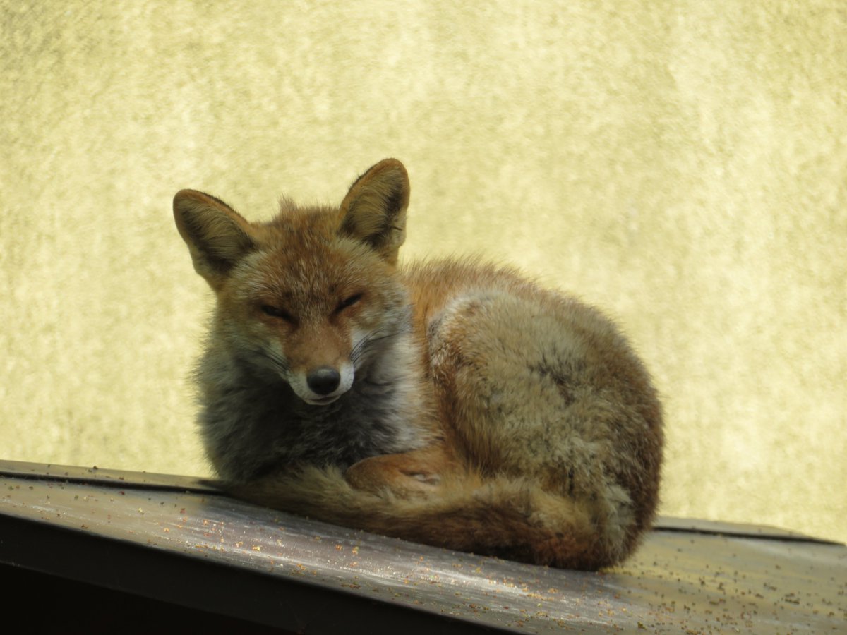 ある日の朝。ナイスヘアなケンタ君。＃asazoo ＃キツネ（2023.04.21