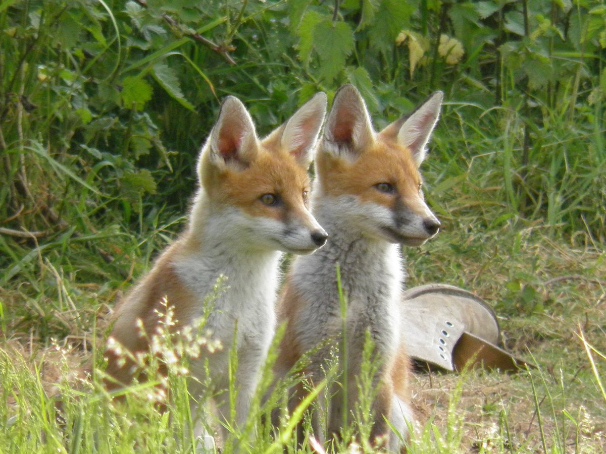 hourlyfoxes's tweet photo. HourlyFoxes presents: https://t.co/4333aVYHDN