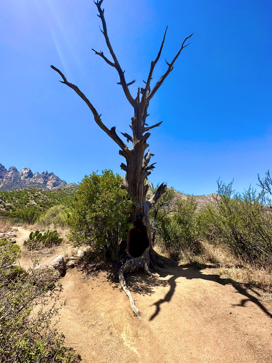justfloaway's tweet photo. Desert #newmexico #lascruces #desert https://t.co/eyx18oanpr