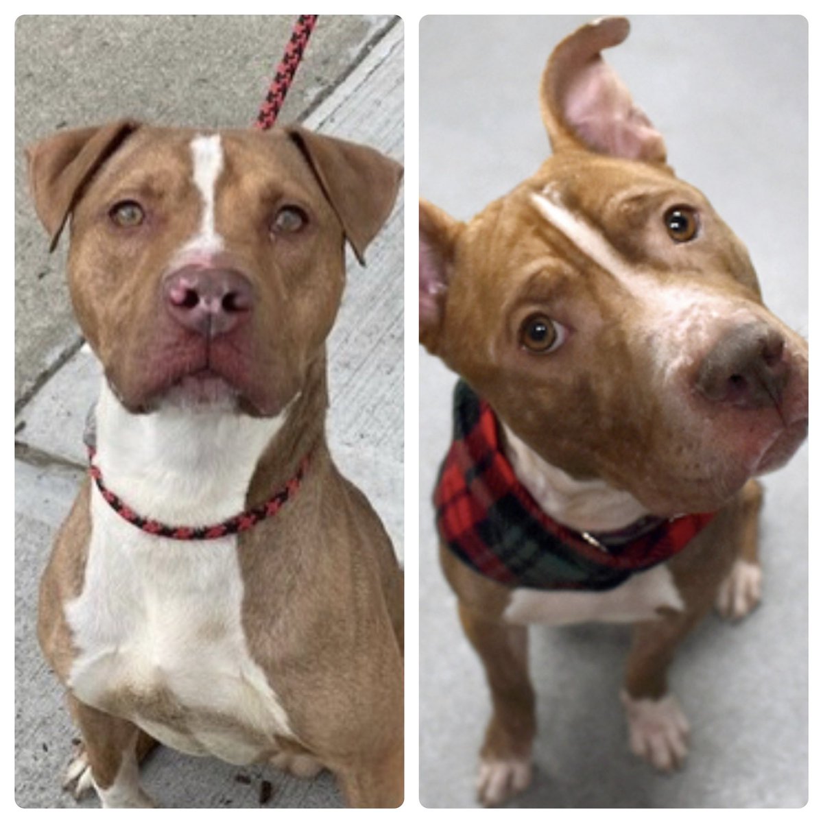 18 DOGS are at risk to die Saturday in NYCACC - plus heartbreaking Dorado who’s been given no time and has been delisted along with King G, Lorenzo and Romeo. New additions to the list are Gracie (who was adopted and named Tofu back in December), Georgie, King Preppy, Cody, Ace