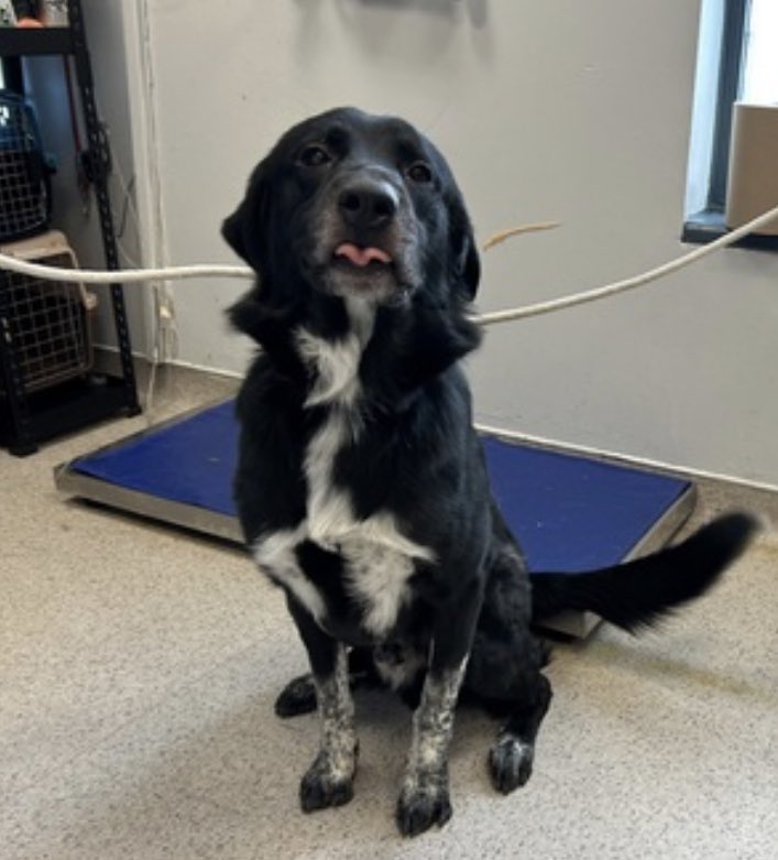 TomJumboGrumbo's tweet image. Just 12 months old and his family left Cody #168449 at NYCACC stating he had “bitten”. A puppy who needs training and patience, is now heartbroken and confused, flailing, barking and lunging. He’s so scared and without help NYCACC will have no issue ending his life. TBK Saturday,…