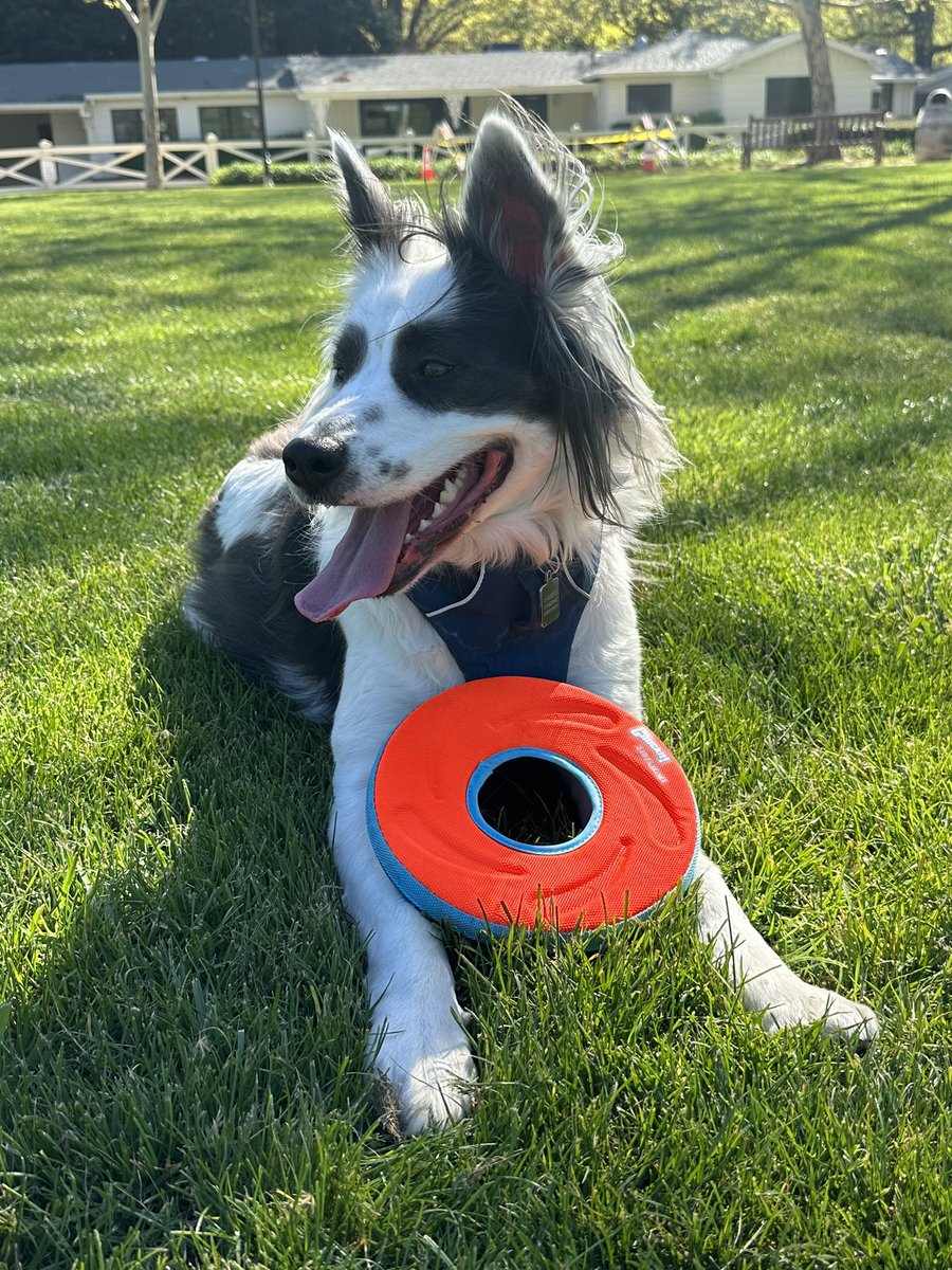 BordercollieBodi tweet media