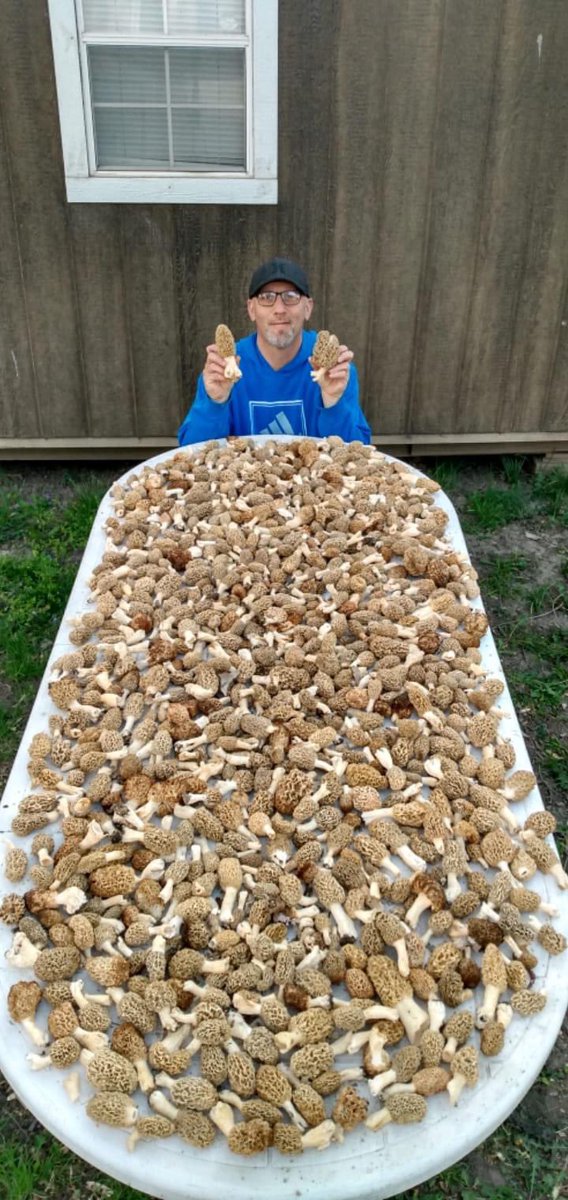 DruryOutdoors's tweet photo. HOLY MUSHROOM MADNESS‼️🍄

Jamie Jennings had one heck of a (4 hour) morel hunt this Spring!! 😳 How many can you count?? https://t.co/hXeZSJgdvT