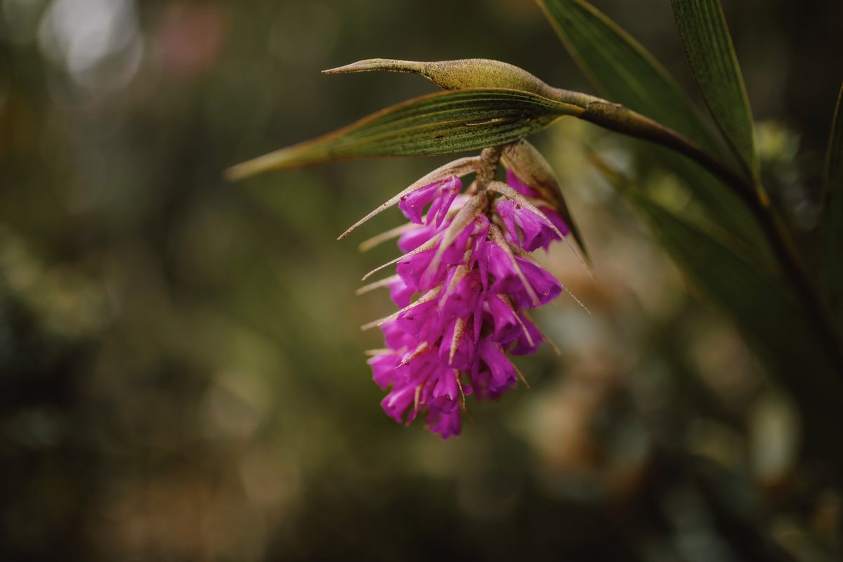 alejocalder0n's tweet photo. Elleanthus furfuraceus, una orquídea herbácea que adorna los barrancos rocosos de las montañas andinas. 

#insituproject #botanicalset https://t.co/ZPAmA4oeMp