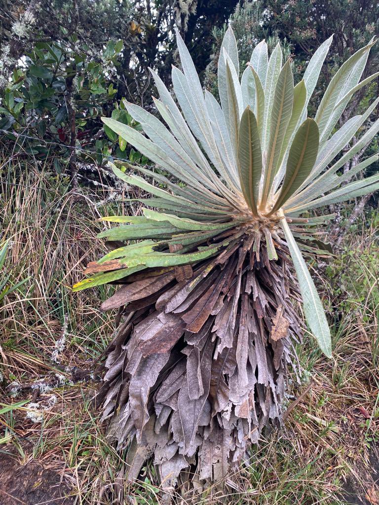 cocodrilodog's tweet image. Este mes cumplimos 12 años creando videojuegos de música y ritmo. Desarrollamos un juego para consolas sobre la cantante e influencer #JoJoSiwa para #Nickelodeon y #Outrightgames. Abrimos oficinas en la hermosa Australia 🇦🇺 🐨😄 Seguimos con toda! Gracias por preguntar @AusEmbCO