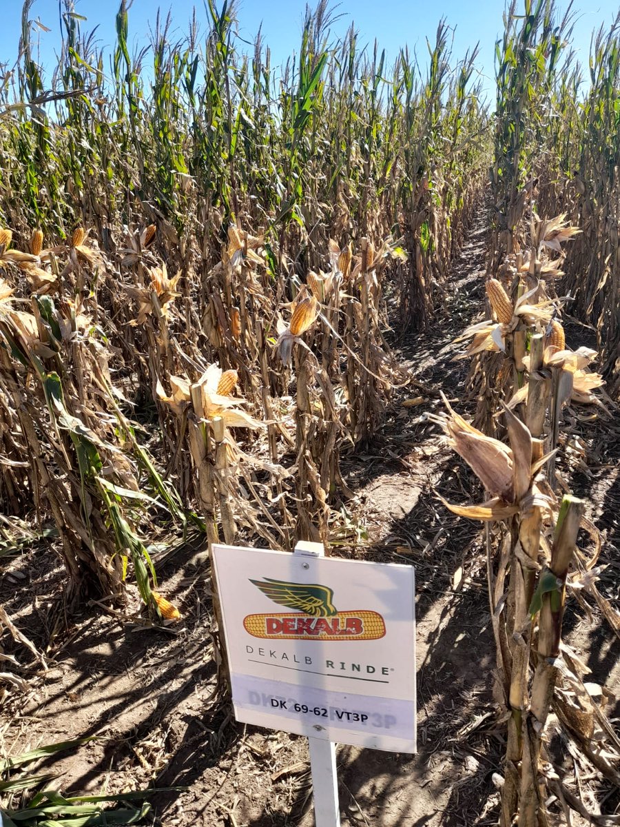 Gran jornada técnica en región semi árida. Gracias a todos por recibirnos!!  #JATCREAGUATRACHE!! 
<a href="/BayerAgro/">Bayer CropScience</a> <a href="/DekalbArgentina/">DEKALB Argentina</a> 
<a href="/FieldViewArg/">FieldView Argentina</a>