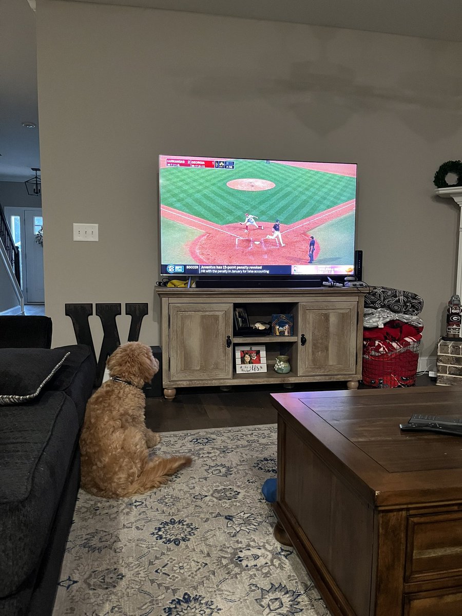 Coach_Wilson_RB's tweet photo. My dog watching the Dawgs #GoDawgs #OdieDog #OdieUSA https://t.co/g5lNNaFtaF