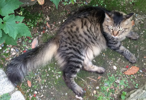 LoveHotChocolat's tweet photo. 家族を探し続けています。#キジトラ猫  #きじとら #猫 #長毛  去勢済み・両目、鼻の位置が黄金比(正三角形) #中津川市 #中津川 #迷子猫 #迷子猫捜索中 #拡散RTお願いします https://t.co/BoAZeRVWMb