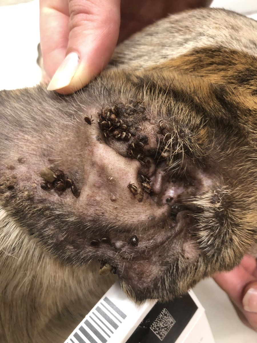 Dr Charlotte Oskam 👩🏻‍💻🧬👩🏻‍🏫🦠 tweet media