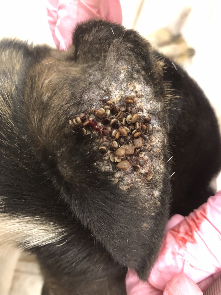 Dr Charlotte Oskam 👩🏻‍💻🧬👩🏻‍🏫🦠 tweet media