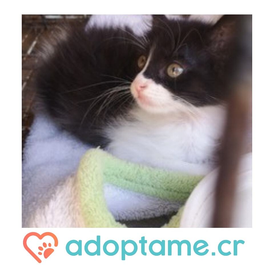 adoptame_cr's tweet photo. Gatito en adopción responsable 

Aproximadamente 2 meses. Usa arenero . Macho 
.
.
.
Información de adopción en @adoptame.cr 

 #mascotascr #gatoscostarica #AdopcionesResponsables https://t.co/ahoRt0RgFn https://t.co/HbED4CejMu
