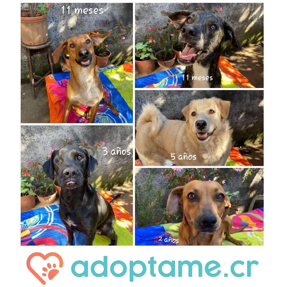 adoptame_cr's tweet photo. Hembritas en adopción responsable 

Se entregan en la casa del adoptante,solicita cuota de adopción.
Las mascotas se dan castrados y con vacuna más desparasitada al día, se dan con contrato de adopción, entre otros requisitos de adopción descritos por el… https://t.co/MUea2RPeqJ https://t.co/7G0UkiF0h4