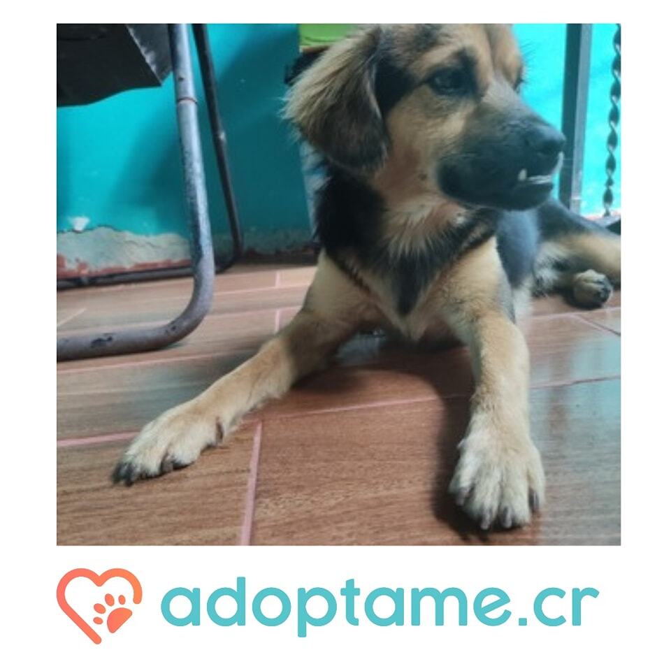 adoptame_cr's tweet photo. Mechudo en adopción responsable 

Macho.1 año de edada, Pesa aprox. 8 kg. 
Es muy educado, cariñoso y tranquilo. Se ofrece transporte y castración. Desparasitado. Condiciones: no amarrarlo, aceptar la solicitud de amistad de Facebook para seguir en conta… https://t.co/YXaTnp9qiL https://t.co/uaU89VABP0