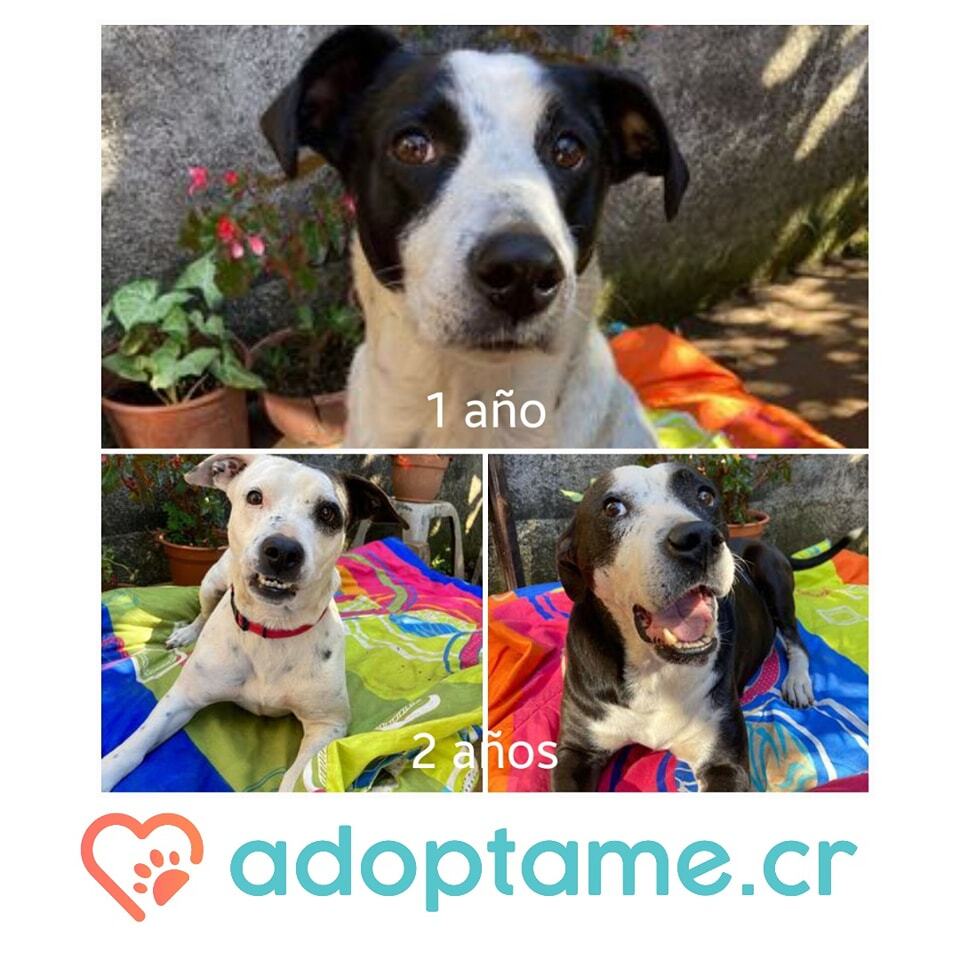 adoptame_cr's tweet photo. Perros Machos en adopción responsable 

Se entregan en la casa del adoptante,solicita cuota de adopción.
Las mascotas se dan castrados y con vacuna más desparasitada al día, se dan con contrato de adopción, entre otros requisitos de adopción descritos po… https://t.co/Vr3t1Thngm https://t.co/cunl0qIE2O