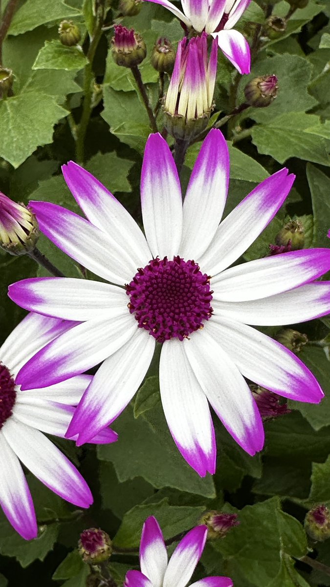 Tanya Carvalho (@tanyacbloomdiva) on Twitter photo Bays of gorgeous Senetti Pericallis at Grozone Greenhouses today!! Early spring colour that packs a punch of vibrancy 💕💙💜 <a href="/SelectaOneNA/">Selecta One</a> #springcolours #blooming #greenhouse #bloomdiva #ilovemyplantjob #flowers #flowersmakemehappy Bays of gorgeous Senetti Pericallis at Grozone Greenhouses today!! Early spring colour that packs a punch of vibrancy 💕💙💜 <a href="/SelectaOneNA/">Selecta One</a> #springcolours #blooming #greenhouse #bloomdiva #ilovemyplantjob #flowers #flowersmakemehappy