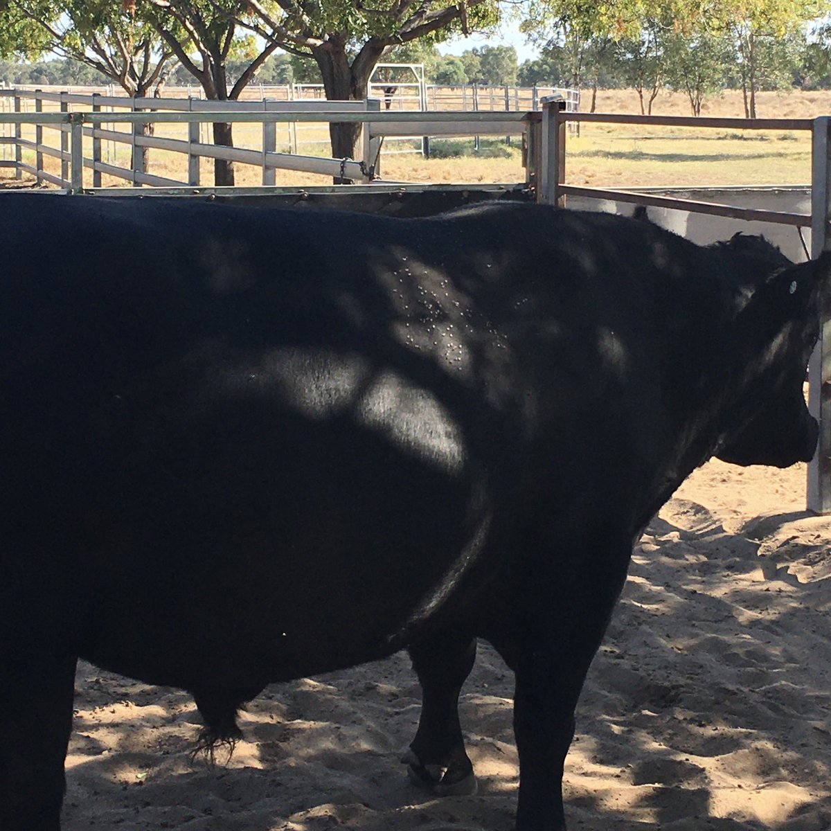 We’ve noticed a few #buffalofly on cattle around #Coonamble in recent days. 🪰